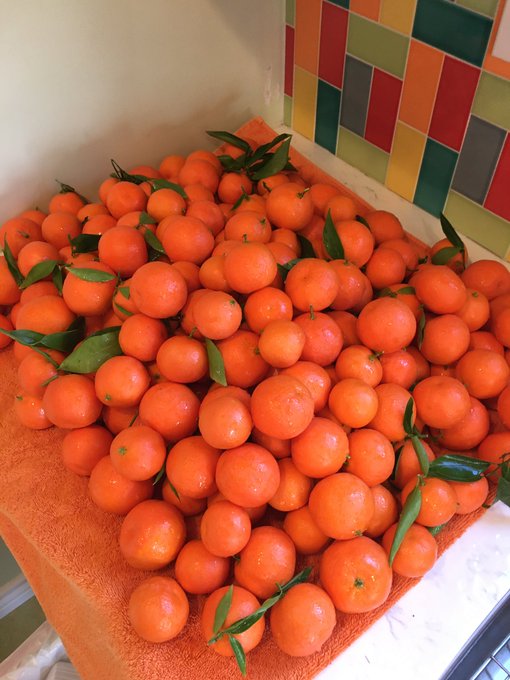 It is juice day! Homegrown, pesticide-free, hand squeezed, double-strained orange juice! To give you<a href="/tag/growyourown"class="tags"><span>#growyourown</span></a>
