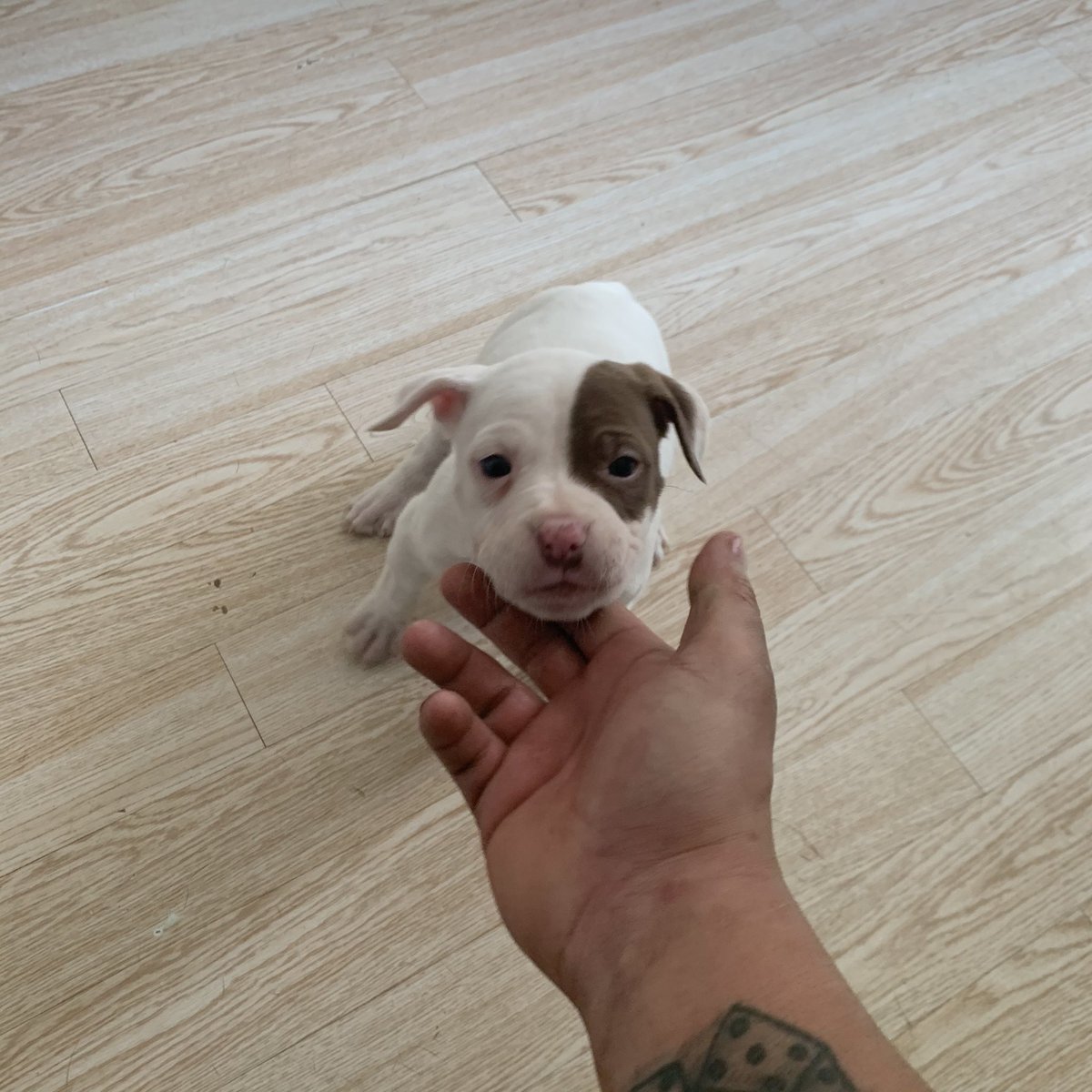 archivedladylan's tweet photo. Hello, meet Lily. She will be joining our family next week! 😍 #pitmama #DogsofTwittter https://t.co/vhJpksnq3D