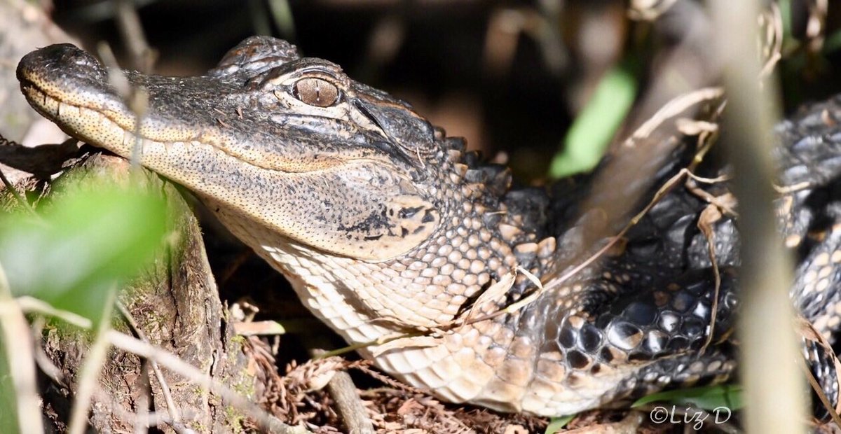 Close up of the head of an American Alligator, resting on a log in a sunny patch.