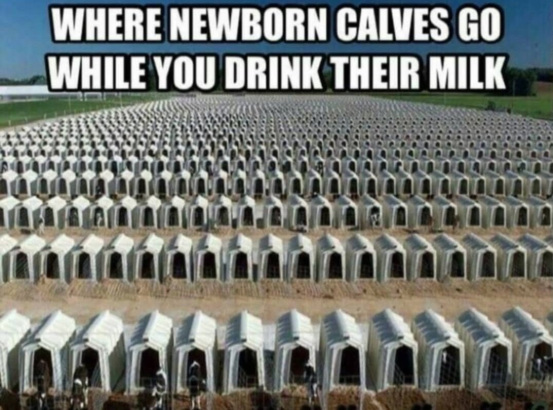 eatVEGAN2thrive's tweet photo. @Nestle's @CarnationMilk has cow
SLOGAN: «#ContentedCows» since
1907
Although the corporation DID
endeavor ²up📈milk production by
seeing to it that rigourous scientific
#qualitycontrol procedures r used,
THE MOTHER COW'S👉FAMILY👈
IS TORN ASUNDER in the process,
all ⁴👪PLEASURE https://t.co/WFxAPragCh