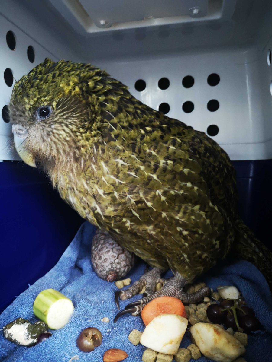 A kākāpō in a travel crate
