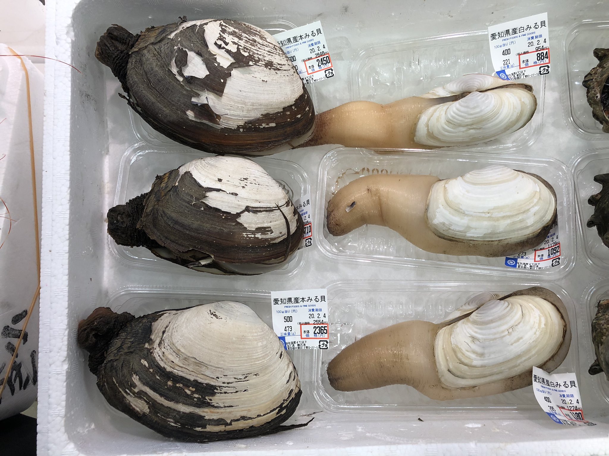吉池 天然のミル貝と 養殖のミル貝です T Co Usjkdrvoka Twitter