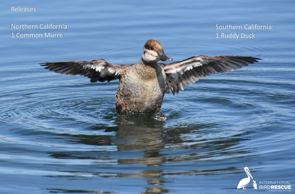 Ruddy Duck released