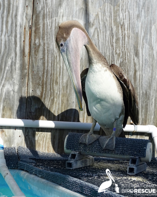 Brown Pelican and its shadow