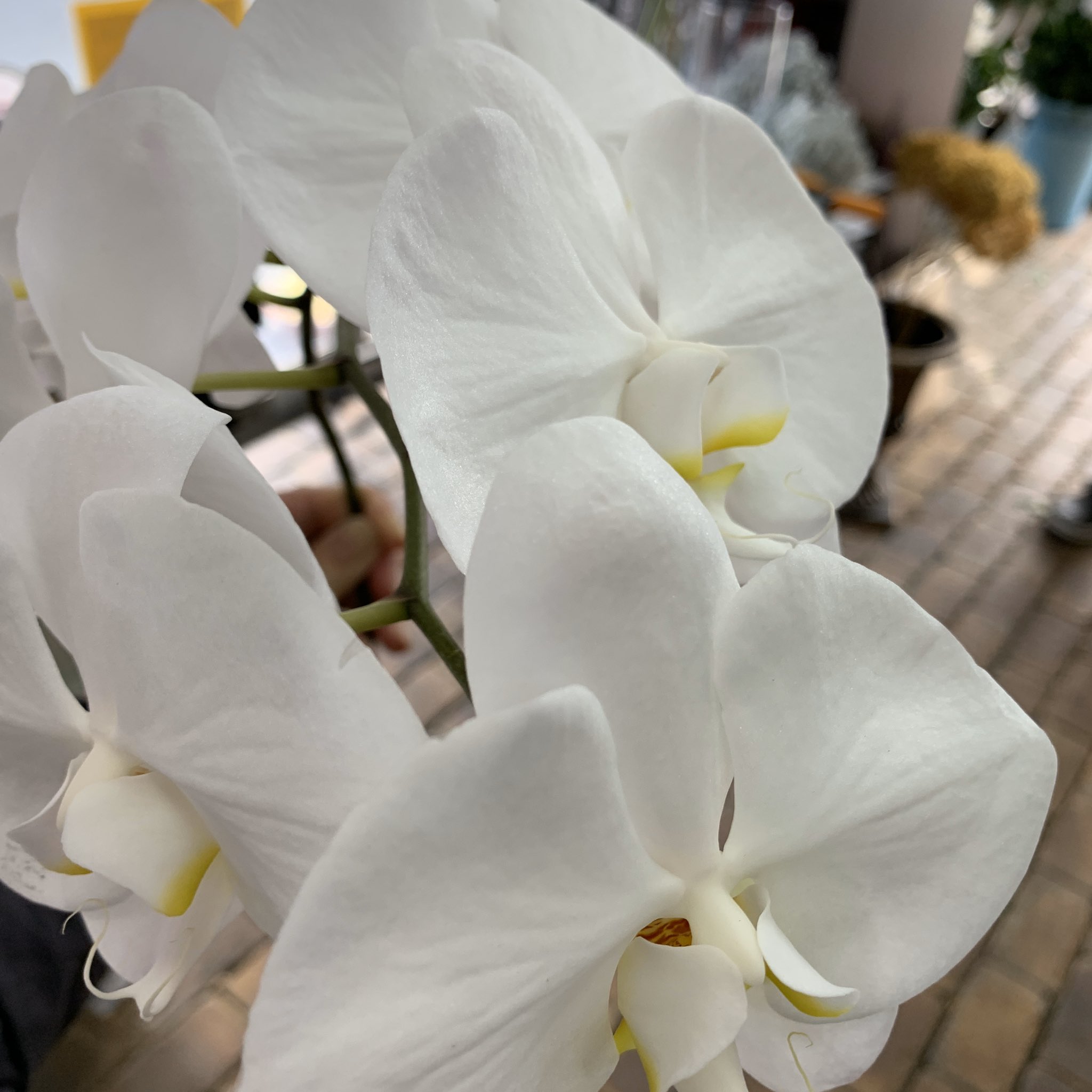 ハナコー生花 On Twitter ポッキーではありません 胡蝶蘭の茎です ぐったりとしていた切花の胡蝶蘭のを茎を 炭になるくらいに焼いたんです 切花栄養剤の入った水につけたところ回復したんです 荒治療ですが ショック療法です ハナコー生花 胡蝶蘭水下り