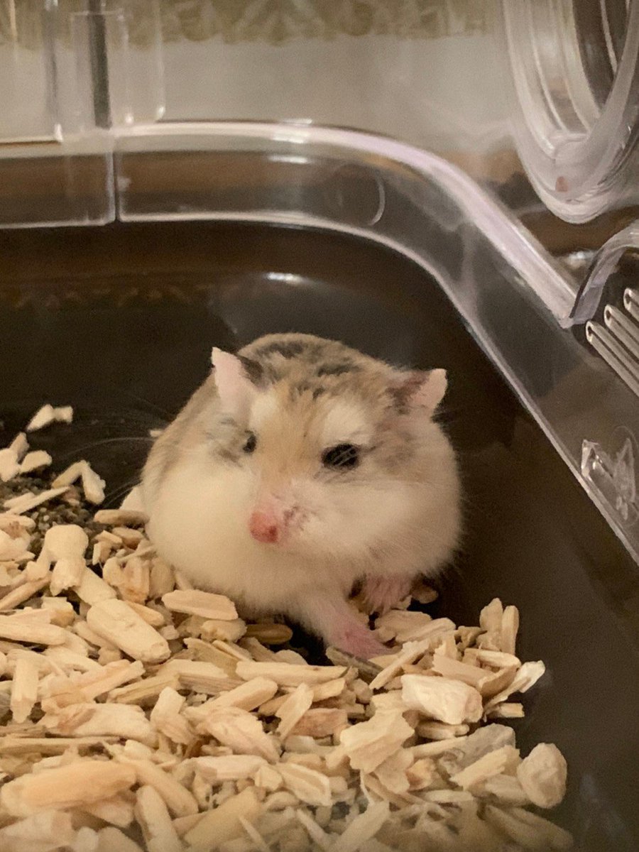 ハムスター🐹 tweet media