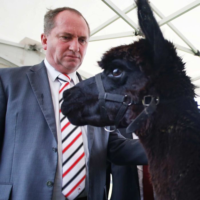 Barnaby Joyce and an Alpaca