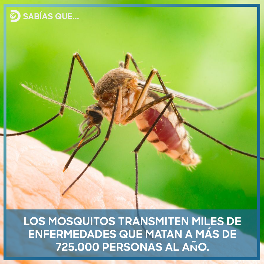 Los virus y parásitos que producen estas enfermedades se transmiten a través de la saliva del mosquito infectado.