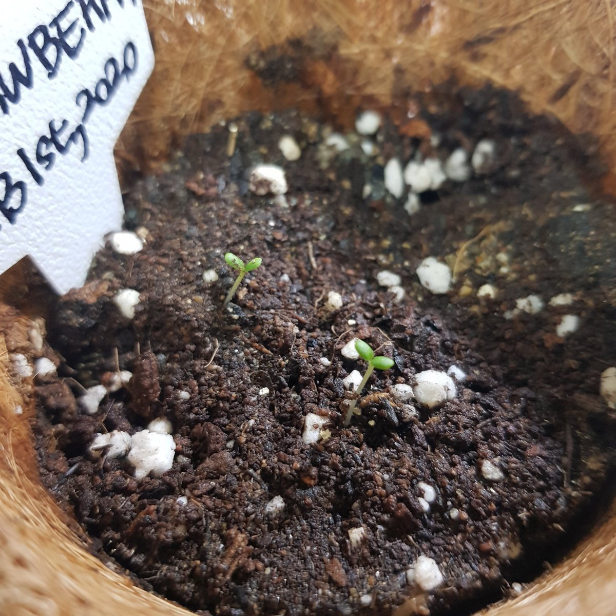 저저번 달에 딸기 씨 뽑으면서, 이게 과연 싹이 날까 싶었는데... 난다! ㅋㅋㅋㅋㅋ