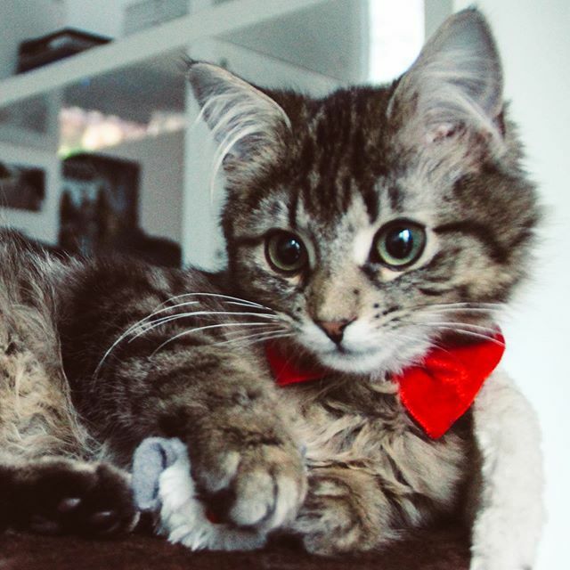 junkc4t's tweet photo. Felt cute might delete later 😽

#weeklyfluff #bestmeow #instacat_meows #topcatphoto #cat_features #catsofinstagram #catsofig #catstagram #cat #caturday #kitty #meow #instacats #kittensofinstagram #prettykitty #ig_world_cats #catlover #cats_of_world #… https://t.co/q9frkvWivg https://t.co/F9HeWWMJIV