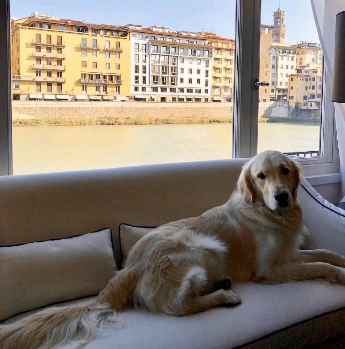 LungarnoTweet's tweet photo. Don’t leave your beloved!💕
#LungarnoCollection will adore your four legged friends, offering a variety of pet amenities to make their stay as comfortable as yours. On this occasion, we wish a happy #GoldenRetrieverDay to our special guest on the photo, Cashmere.
#petfriendly https://t.co/4iGBgP8pWX