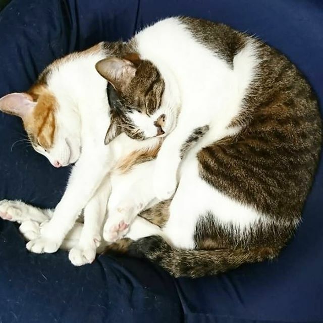 Mibu67777's tweet photo. Wニャンモ スリービング
気持ち良さそうに寝ております。
#猫#ねこ#ネコ#neko#cat#キジトラ
#三毛猫#猫バカ#にゃんこ#ねこ部
#保護猫#サビ猫#サビ#ぬこ#みんねこ
#ハチワレ部#ふわもこ部#三毛猫部#pet#mofmof#petsofinistagram
#we_love_cat#catstagra#熟睡中 
#ニャンモナイト #おやすみ https://t.co/nbUA2q4Z4Y