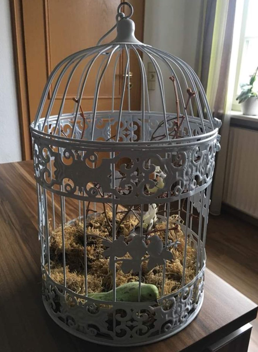 Mondfee_Luna's tweet image. FB Marketplace Fund des Tages:

Wenn der Deko Käfig so traurig eingerichtet ist das nichtmal der Deko Vogel bock hat.

#DIYnot #poorbird