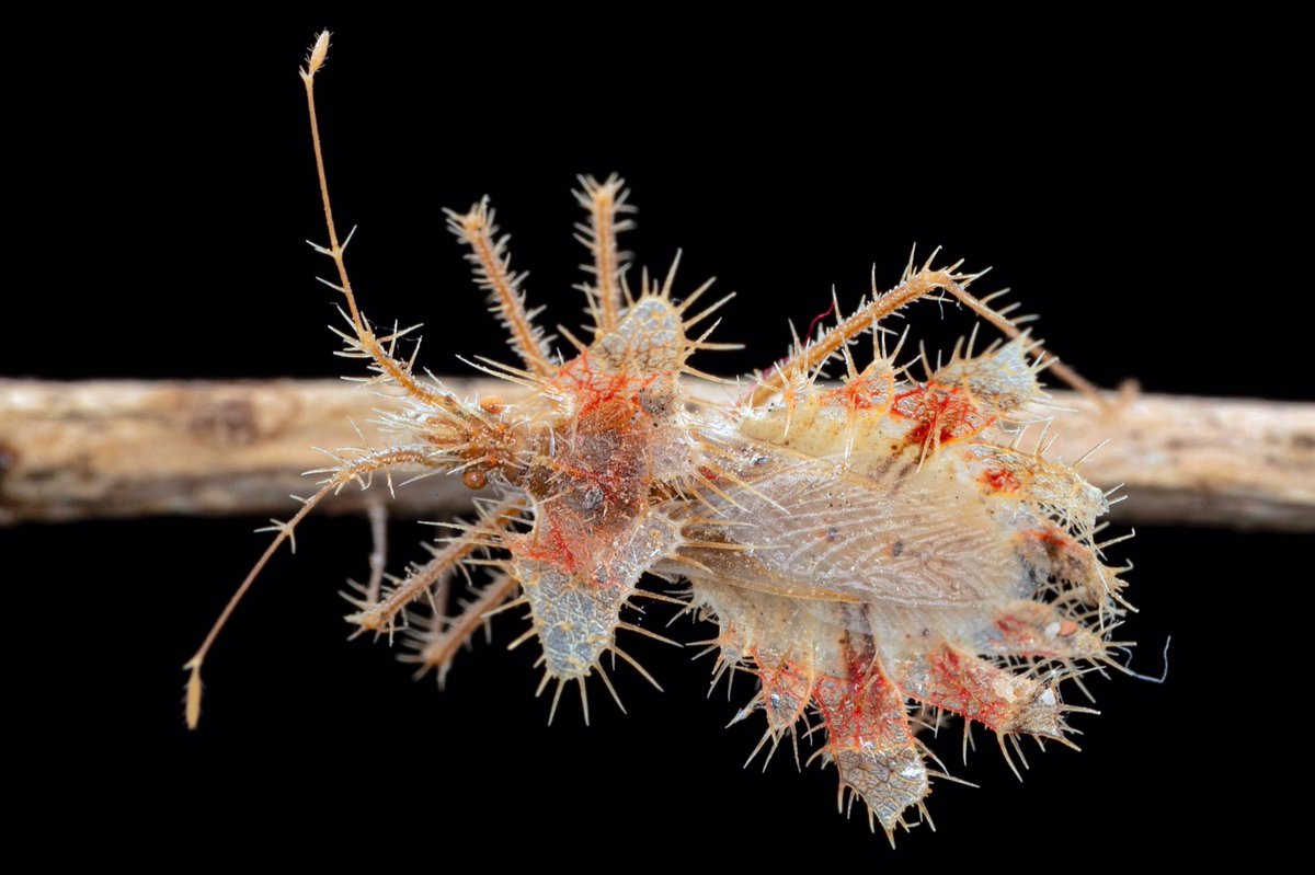 John P Friel Ph D Phyllomorpha Sp A Type Of Leaf Footed Bug Coreidae Are Also Know As Golden Egg Bugs These Bugs Display Non Parental Egg Carrying Will Lay Their Shiny
