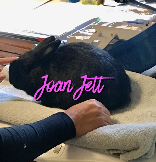 runbunmag's tweet photo. Last week we had our exotic vet do house calls for 13 bunnies &amp; 3 birds! All the new dwarves are cleared for spay/neuter surgery! #houserabbits #strayrabbits #rabbitrescue #dwarfrabbits https://t.co/aclCHzI0e3