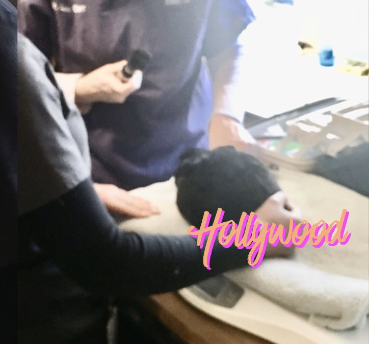 runbunmag's tweet photo. Last week we had our exotic vet do house calls for 13 bunnies &amp; 3 birds! All the new dwarves are cleared for spay/neuter surgery! #houserabbits #strayrabbits #rabbitrescue #dwarfrabbits https://t.co/aclCHzI0e3