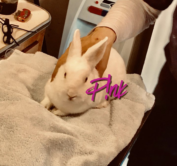 runbunmag's tweet photo. Last week we had our exotic vet do house calls for 13 bunnies &amp; 3 birds! All the new dwarves are cleared for spay/neuter surgery! #houserabbits #strayrabbits #rabbitrescue #dwarfrabbits https://t.co/aclCHzI0e3
