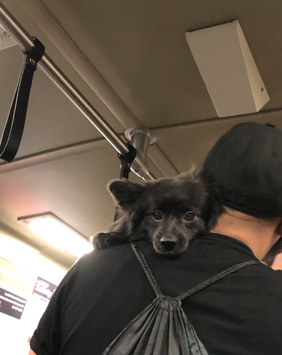 A dog on BART