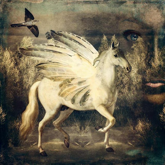 #wings #horses #mothernature #nature #pegasus #fantasy #moody_tones #mcl_arts #editgrammer #eg_member #bpa_arts #bpa_arts_members #ww_edits #twistingpixels #winterscene #dreamscape #womanartist #womanpower #digitalartistry #masters_in_artistry #artedigital #photoshopart