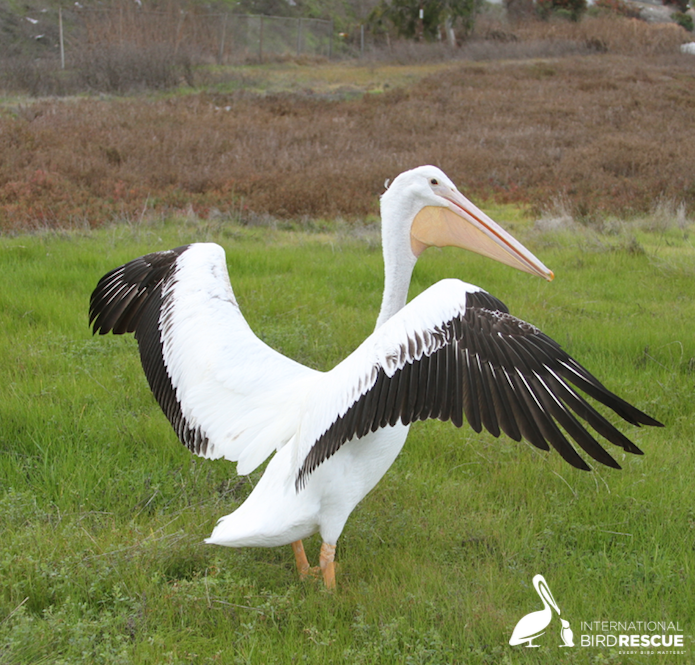 American White Pelican readies for fly off