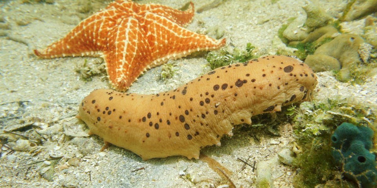 DeepSeaDiamond's tweet photo. The search for Mexico’s sea cucumbers
#seacucumber
https://t.co/K85jXXIQoP https://t.co/zUbmbGrZAA