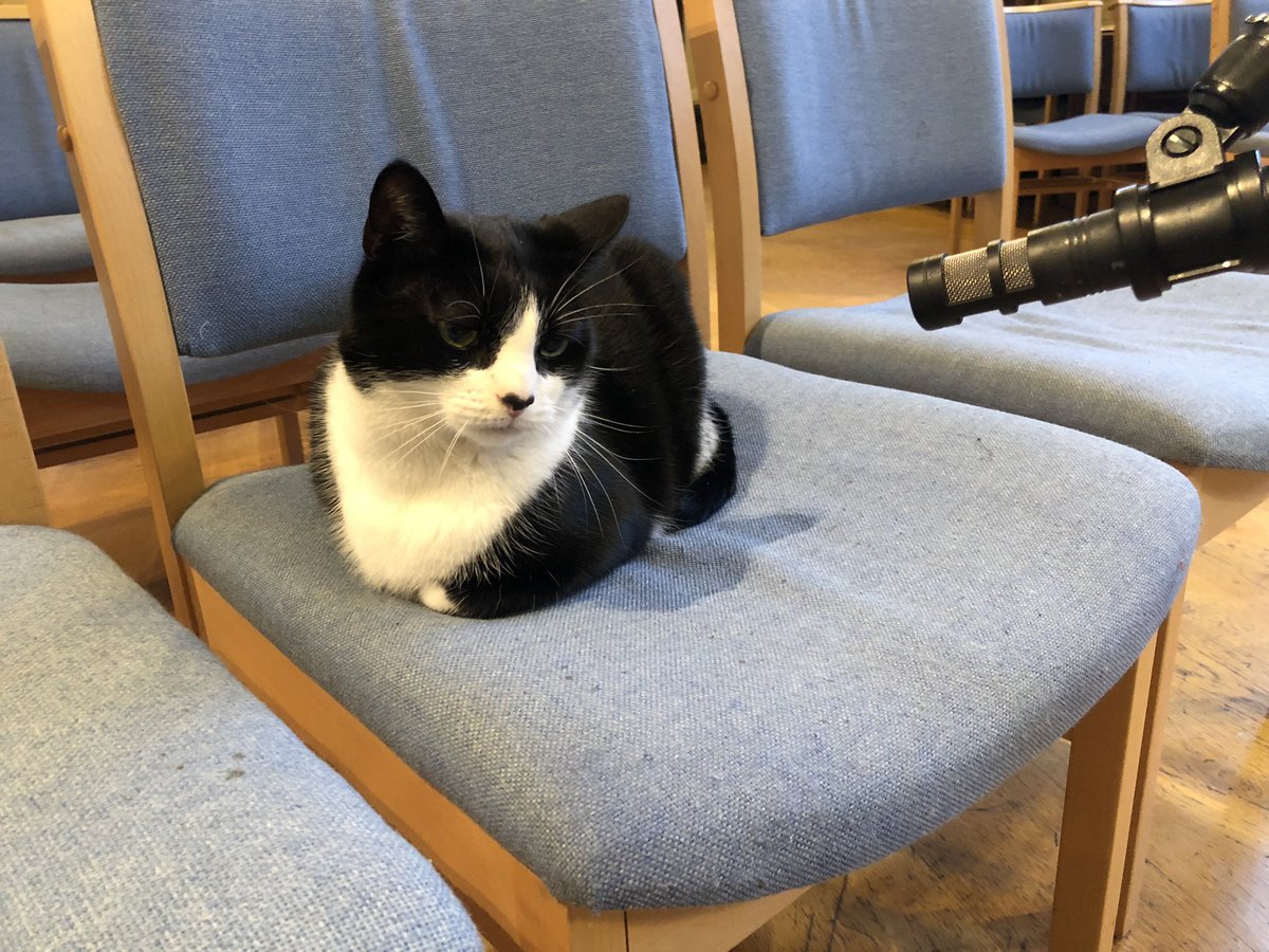 Black and white cat curled up on a chair looking at a freestanding microphone