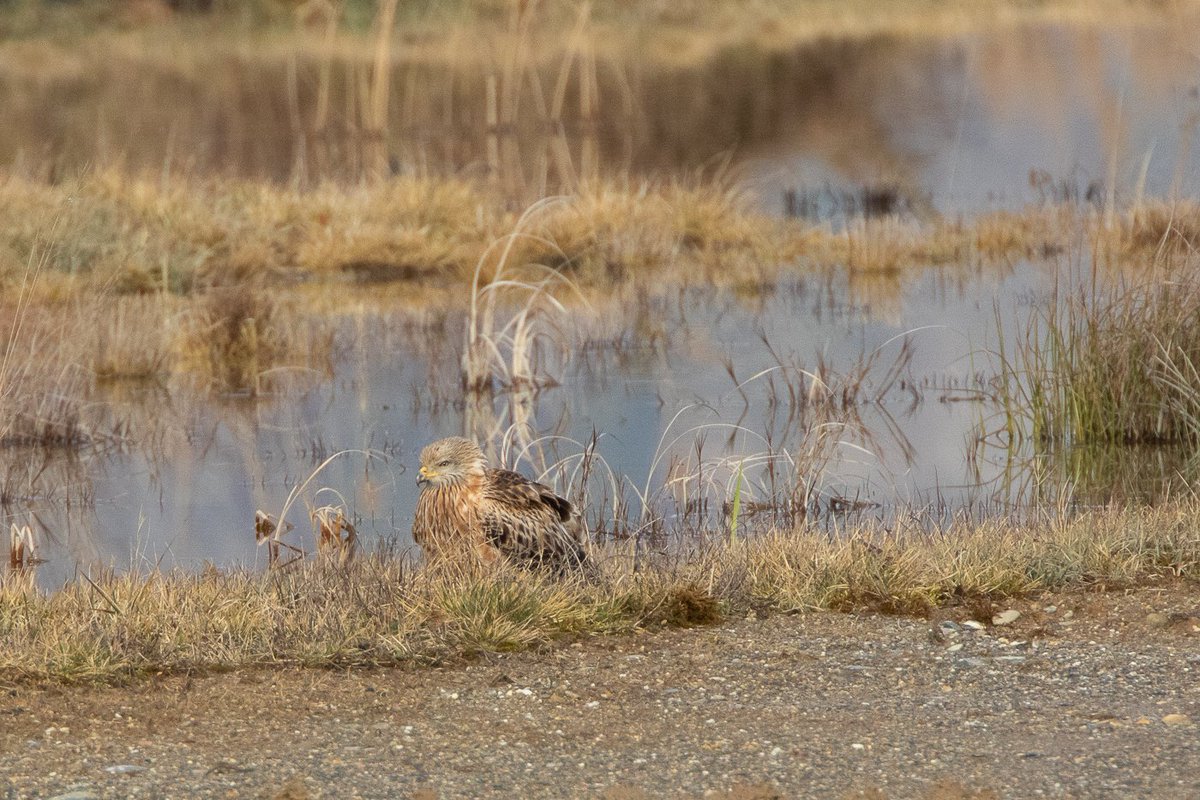 Rotmilan auf dem Boden