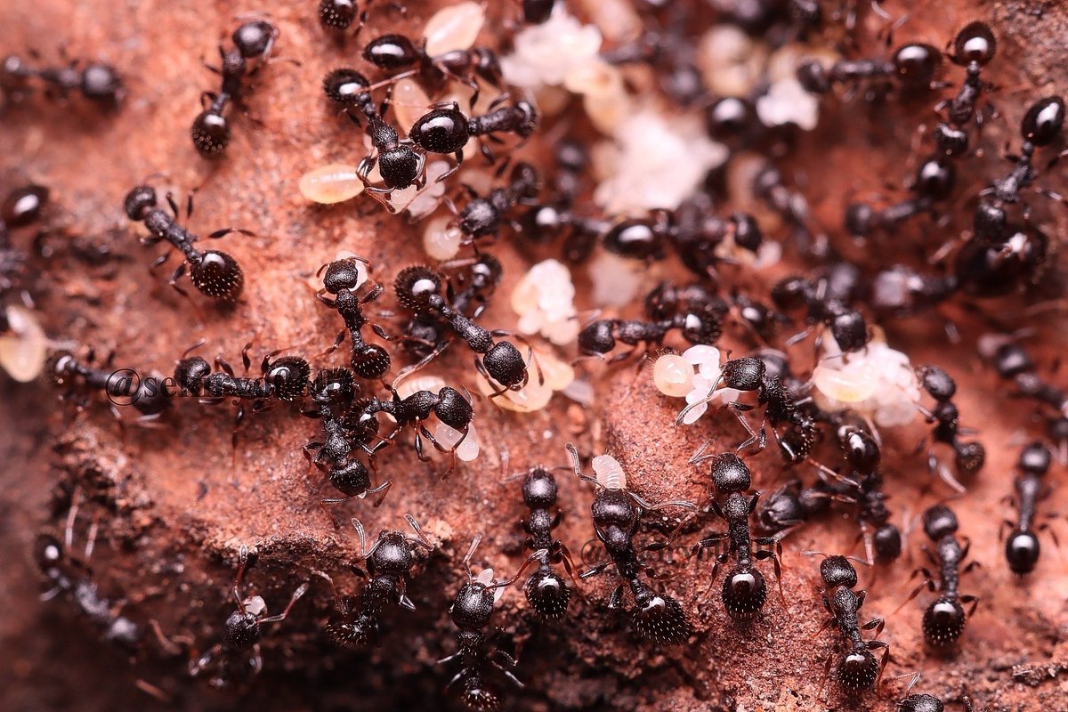 Ryota ケヤキの樹皮下のアリたち 種類分かりません 教えて虫の人