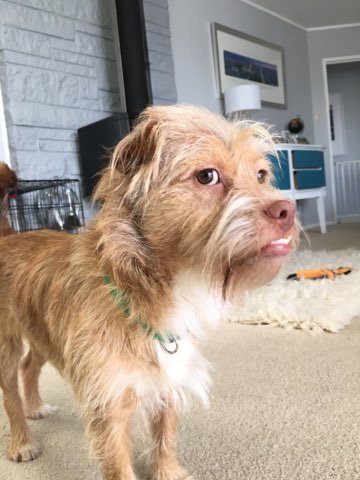 AmandaDick_'s tweet photo. Mac. What a poser! Any time you point a camera his way, you get this. Sheesh. https://t.co/bW6ief4fA7