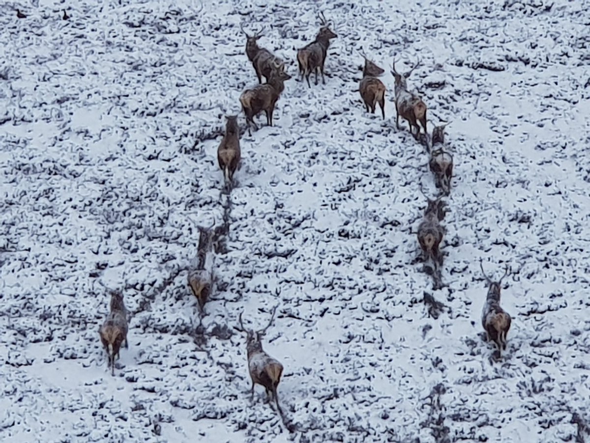 Fascinating to study Scotland's wild red deer as they made their way in the snow on a ground managed by a professional deer stalker. #scotland #wilddeer #SGA #february2020 #fortheloveofcountrysports #mondaythoughts