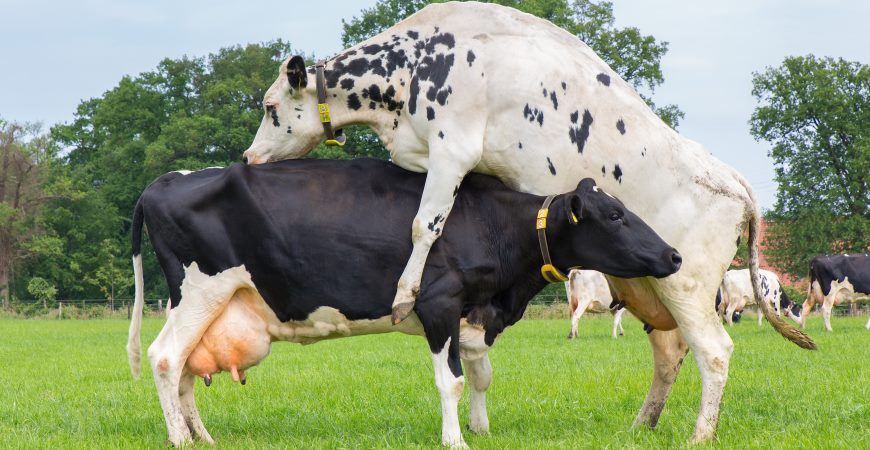iCownect's tweet photo. Connecteur Nedap / iCownect
Connectez votre équipement de détection d'activité et de monitoring @NedapLivestock à #iCownect. Vous suivez en temps réel l'activité de votre troupeau. #elevage #bovins #ceuxquifontlelait
 https://t.co/S265W3vc6S https://t.co/dtWFUh76jk https://t.co/bTn5ZHlrg3