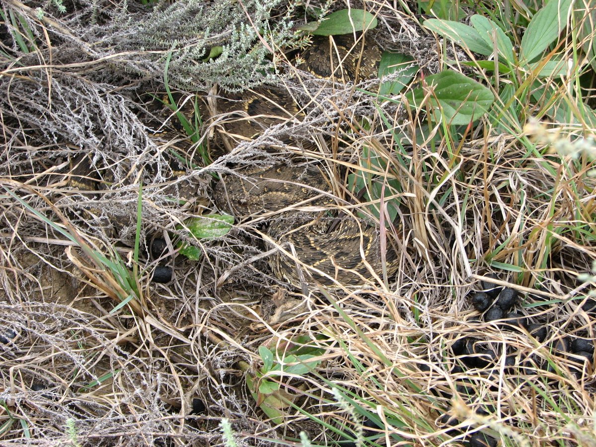 A difficult-to-spot, adult Puff Adder in short grass and shrub vegetation (Photo: Gavin Masterson)