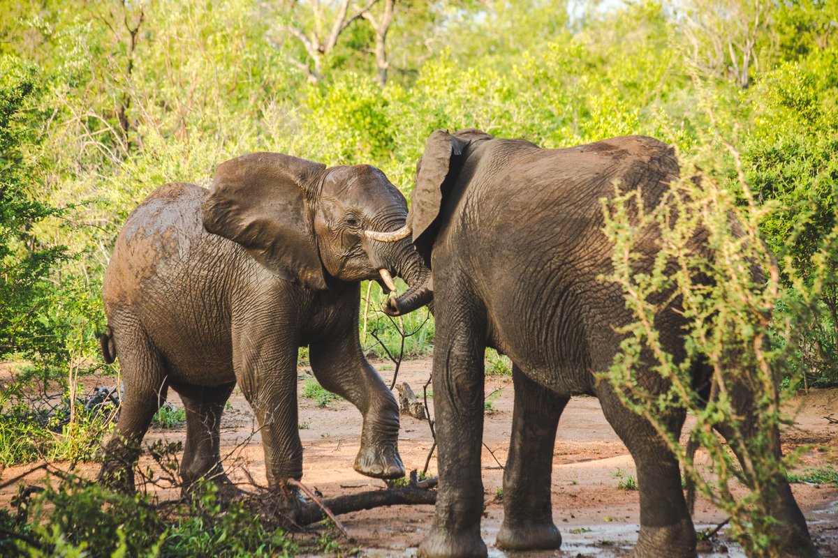 CampGaronga's tweet photo. There's no better way to cool off, than a little rough and tumble in a muddy puddle βοΈ
π· Nicole Eddy
#ElephantGames #SummerSun #CoolMuddyPuddle #Garonga #SouthAfrica https://t.co/X0mYGcNcvi