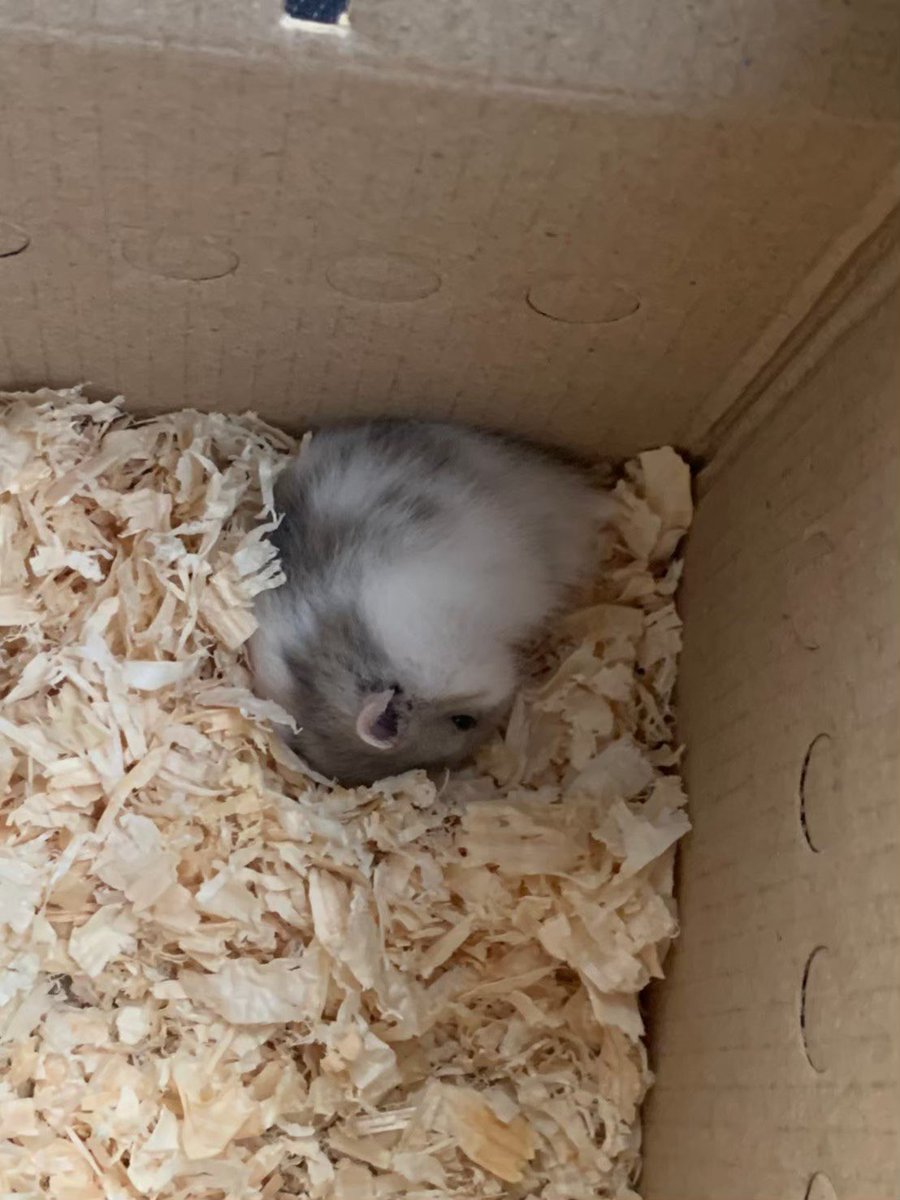 ハムスター🐹 tweet media
