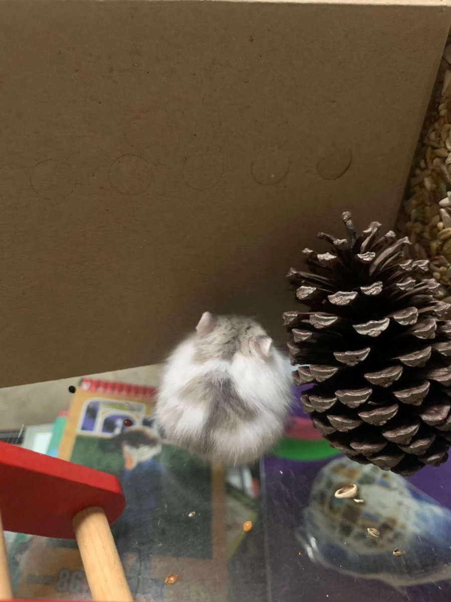 ハムスター🐹 tweet media