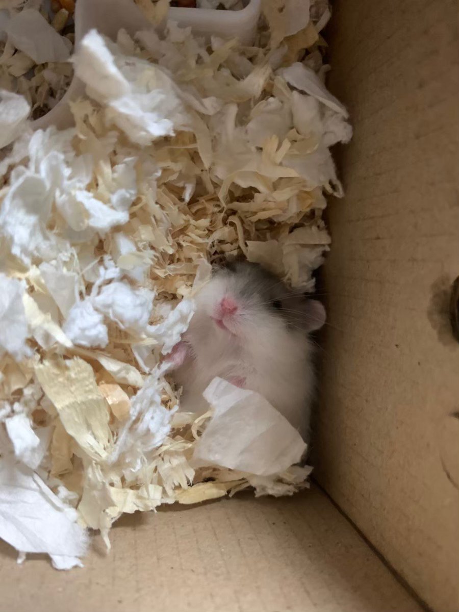 ハムスター🐹 tweet media