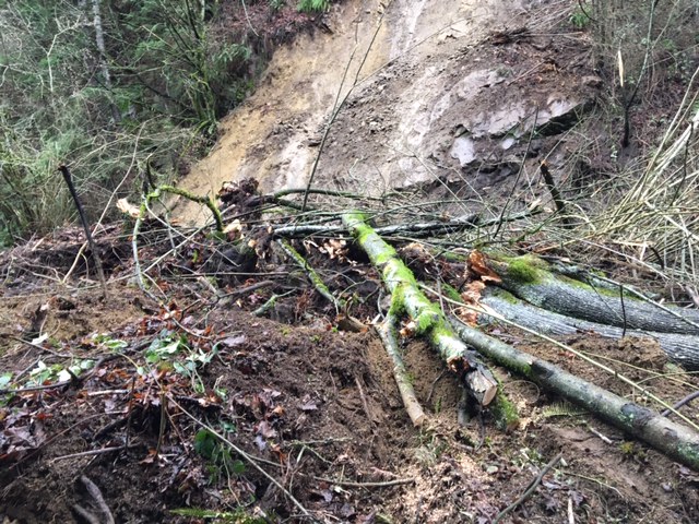 Debris from some of the northbound I-5 landslide in Whatcom County on Feb. 1. It includes trees, mud and lots of shrubs/random natural debris.