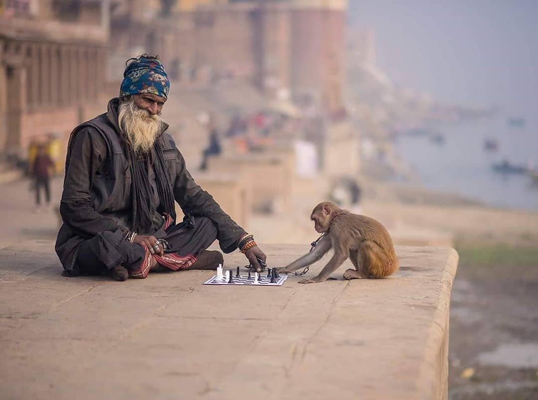 Monkey plays chess at Varanasi, Uttar Pradesh