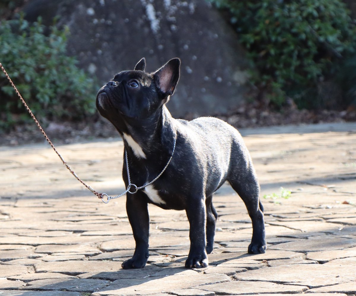 ile des pins フレンチブルドッグ専門 (Arrigo50269789) Twitter
