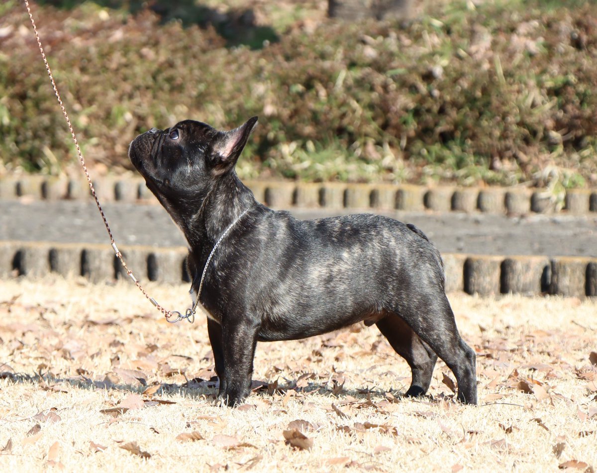 ile des pins フレンチブルドッグ専門 (Arrigo50269789) Twitter