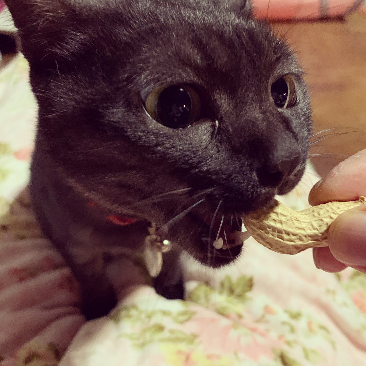 落花生で豆まき