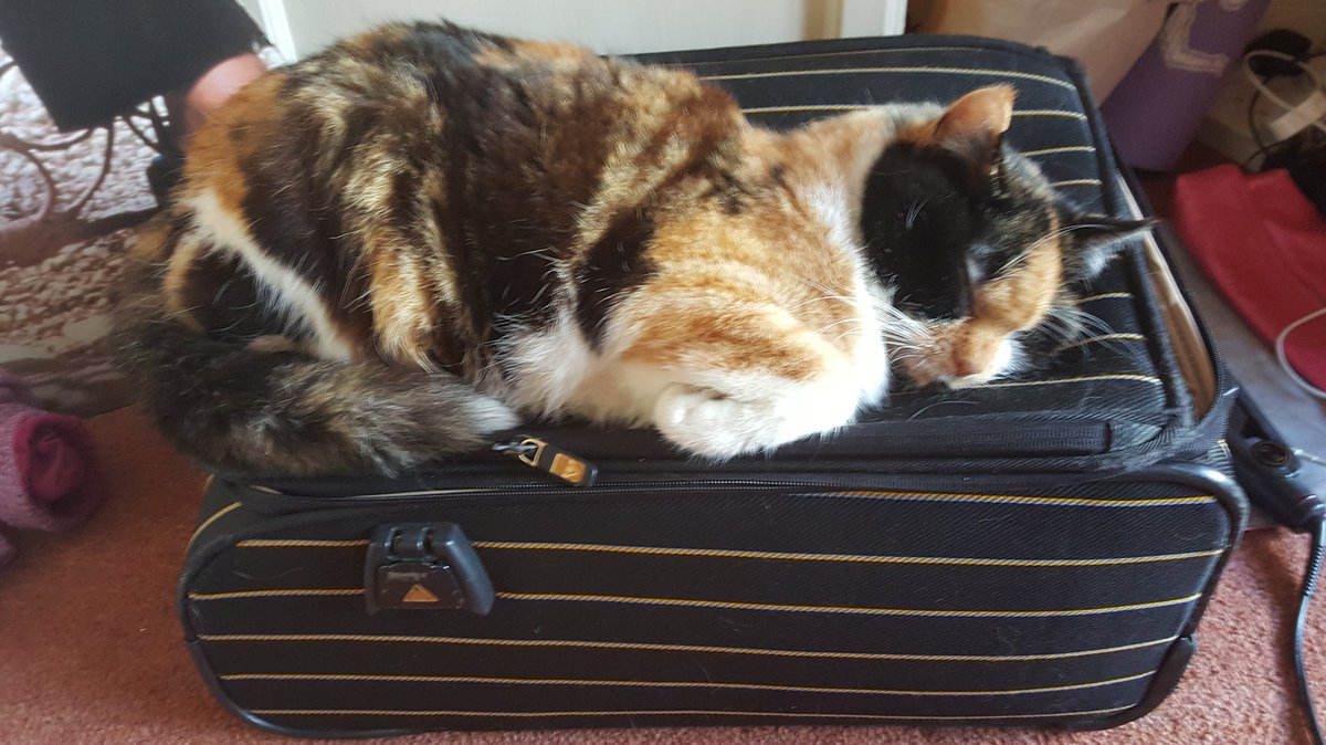 Calico cat sleeping grumpily on top of a suitcase
