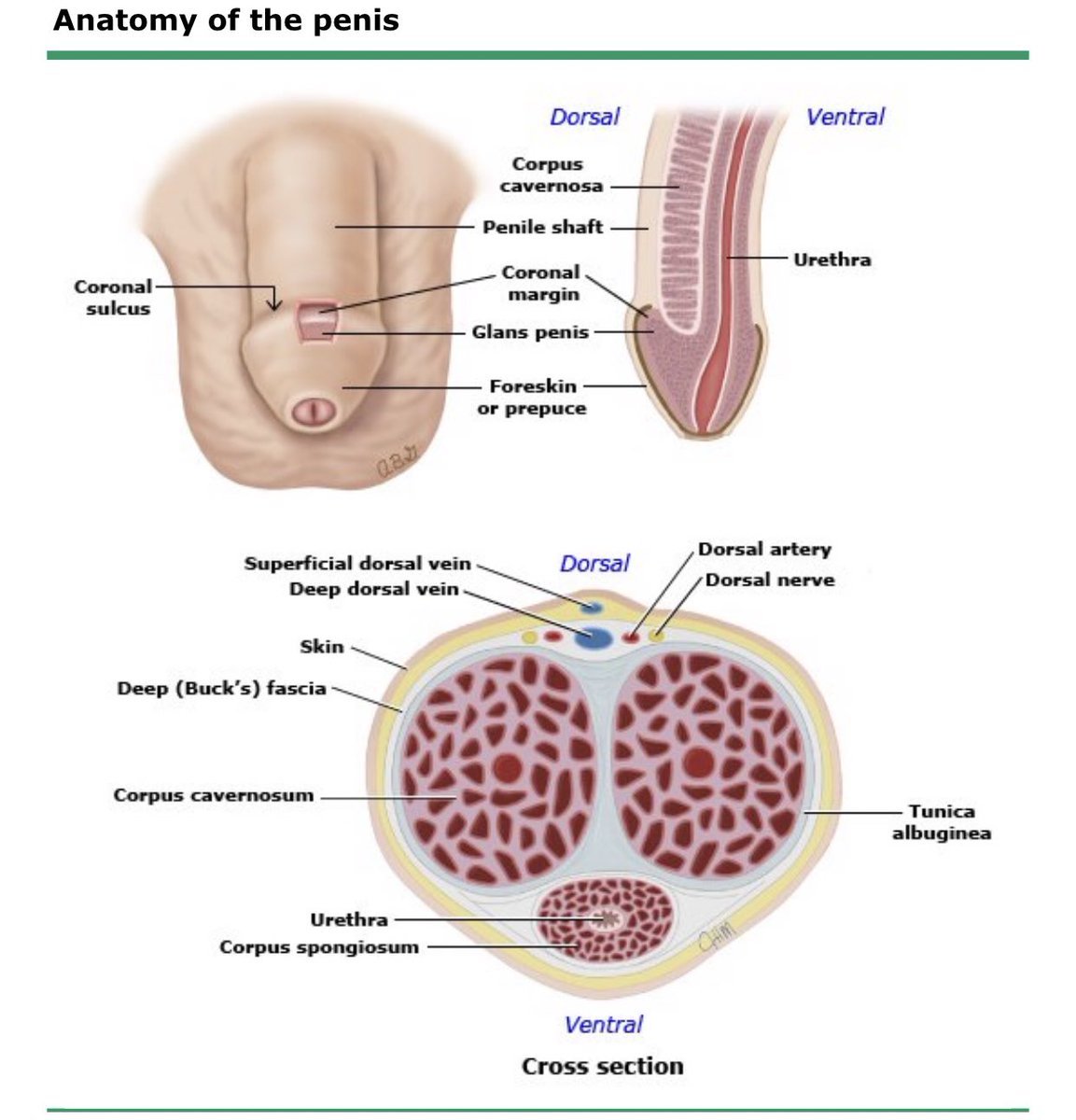 Plyajda katta kokrak porno