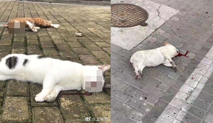 vitdaily's tweet photo. https://t.co/OtXy0cb7Sf Takut Ada Coronavirus, Kucing &amp; Anjing Perliharaan Mati Dicampak Dari Tingkat Atas https://t.co/VSFTJN1tZf