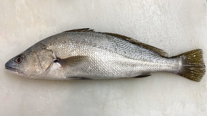 オオニベの特徴 見分け方 写真から探せる魚図鑑
