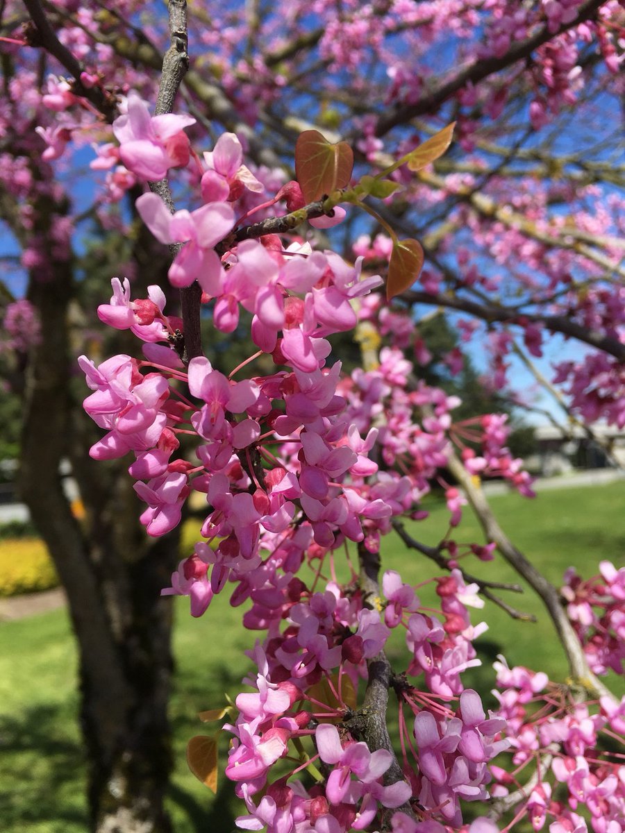 Wiarton Willie predicted today, that we will see a early spring this year!  Whether you believe in this tradition or not, we hope you choose the Poco Inn and Suites Hotel, as your choice property this season for business or leisure! 

#portcoquitlam #tourismbc