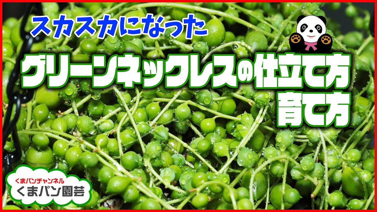 kumapan_channel's tweet photo. 【多肉植物】スカスカになった #グリーンネックレス の仕立て直し・育て方 https://t.co/iTPz7d8EIT @YouTubeより

#多肉植物 #グリネ #仕立て直し #セネシオ #senecio #rowleyanus #plants #succulents https://t.co/H2UzMeoZRm