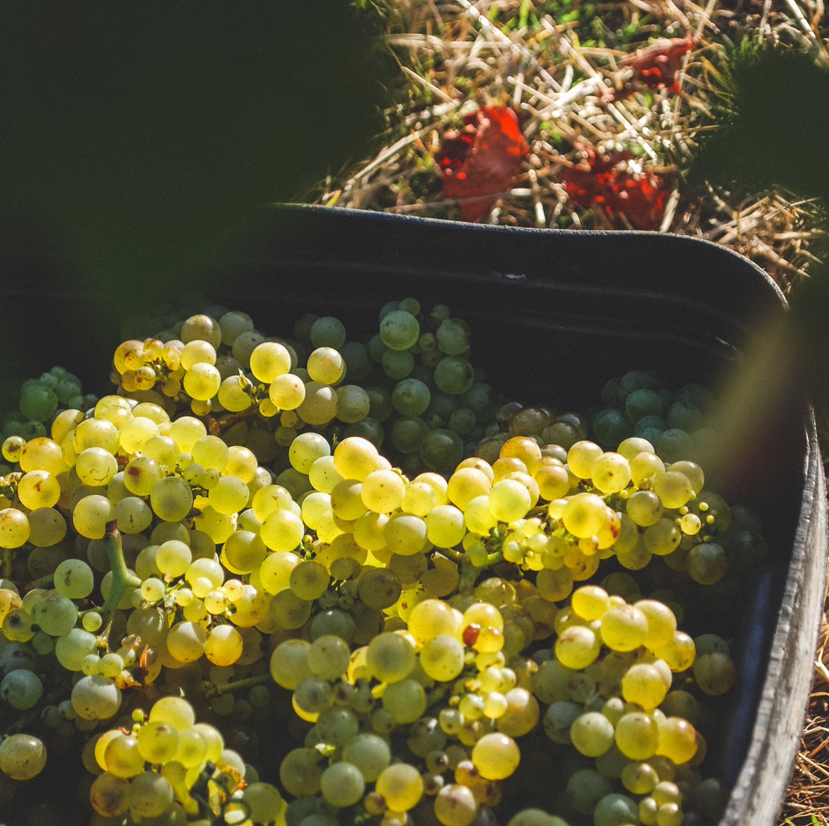 voyagerestate's tweet image. Vintage 2020 has arrived, full of promise and excitement. At dawn this morning, we handpicked Clone 95 Chardonnay from Broadvale Block 11, the second vintage for these young vines.