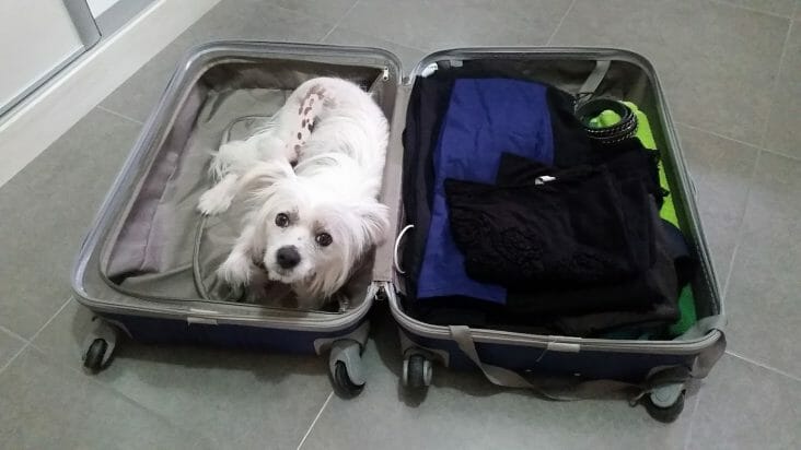 serviequipaje's tweet photo. Consejos para viajar con tu mascota sin equipaje https://t.co/8OikQjsO6l https://t.co/ZnYKZGntdU