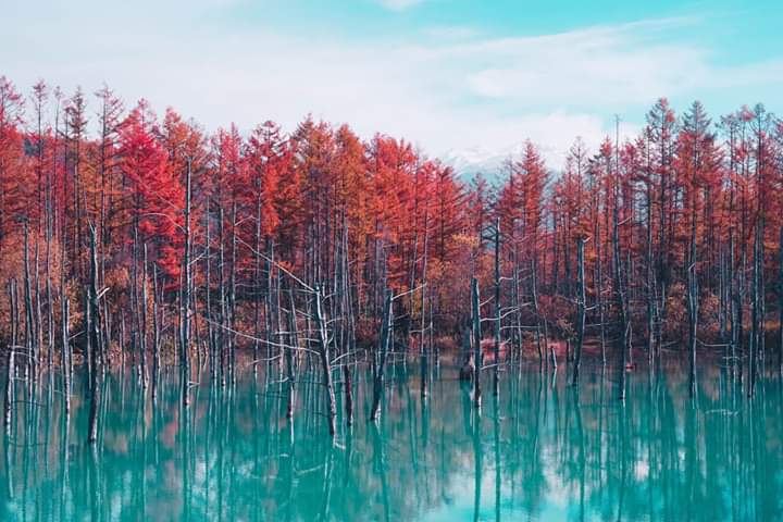 Japan_ication's tweet photo. Blue pond in Hokkaido.

#japanication #welovejapan #japan #japanese #hakkaido #bluepond #pond #autumn #nature #travel https://t.co/SycQobuOCu